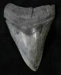 Megalodon Tooth - River in Georgia #18914-1
